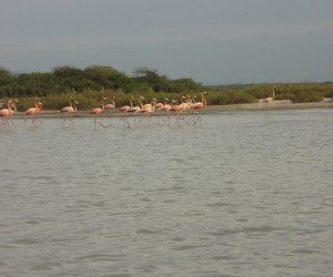 Los Flamencos Flora and Fauna Sanctuary.  Source: Panoramio.com By: raul jaramillo